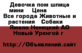 Девочка пом шпица мини  › Цена ­ 30 000 - Все города Животные и растения » Собаки   . Ямало-Ненецкий АО,Новый Уренгой г.